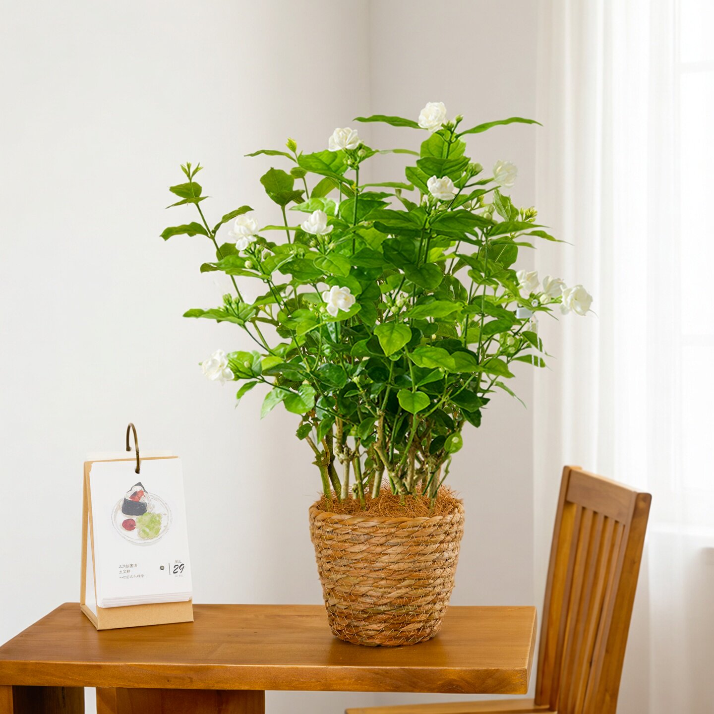 茉莉花盆栽室内桌面绿植花卉植物