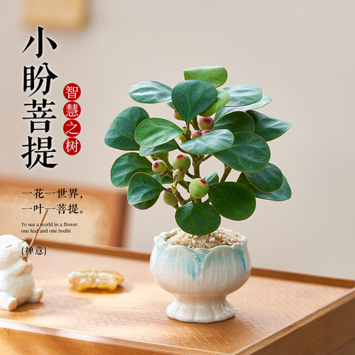 小盼菩提盆栽带果中式菩提树禅意