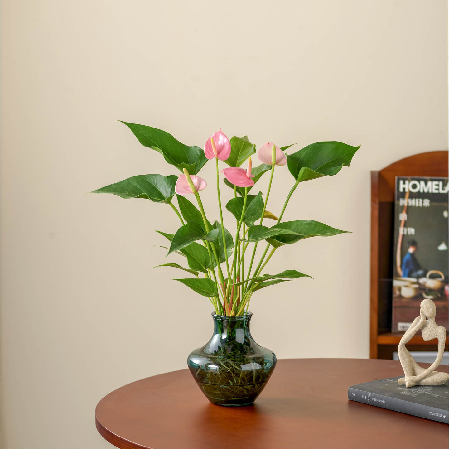 粉掌盆栽带花水培植物花卉室内花蝴蝶兰客厅桌面绿植好养四季绿掌