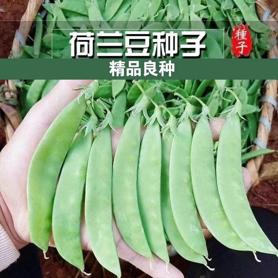 美味荷兰豆种子 甜脆四季春秋豌豆菜籽种高产结荚饱满豌豆蔬菜孑,鲜花速递/花卉仿真/绿植园艺,家庭园艺种子,淘宝优惠券,粉丝福利购,淘宝优惠卷