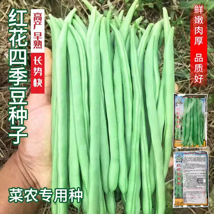 红花四季豆耐热搭架种子豆角大全有架高产40天早熟春秋蔬菜种子
