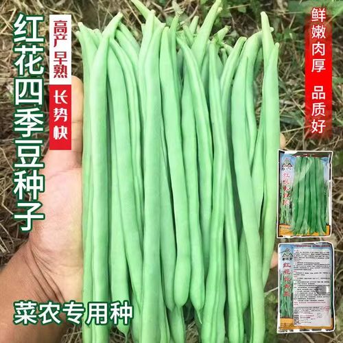 红花四季豆耐热搭架种子
