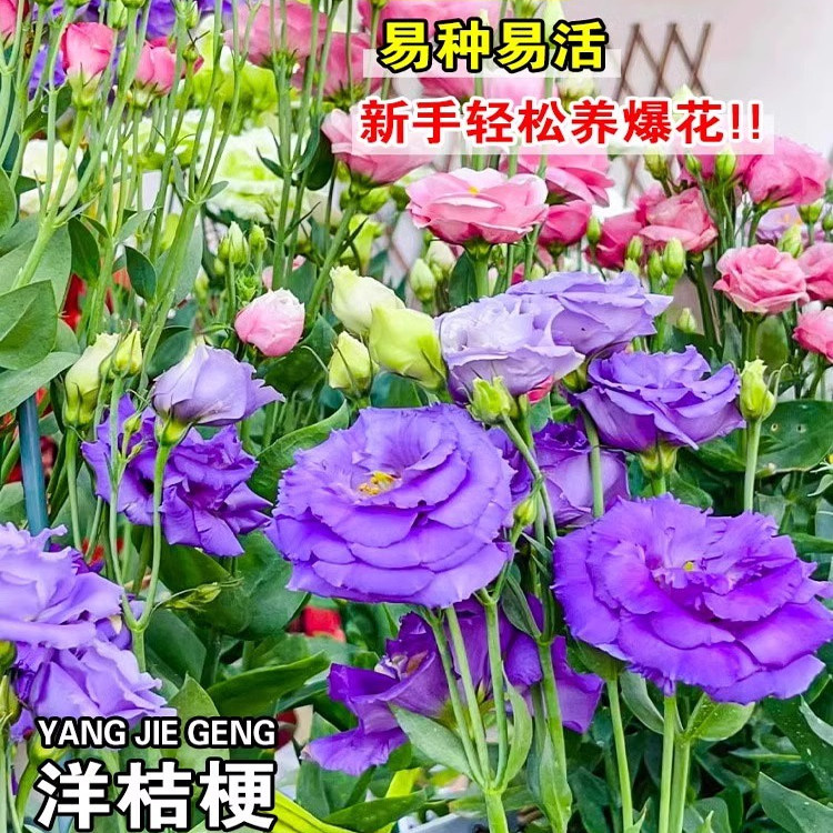 蔷薇桔梗花种籽子室外播种花籽爬墙植物四季开花卉爬藤月季花种子