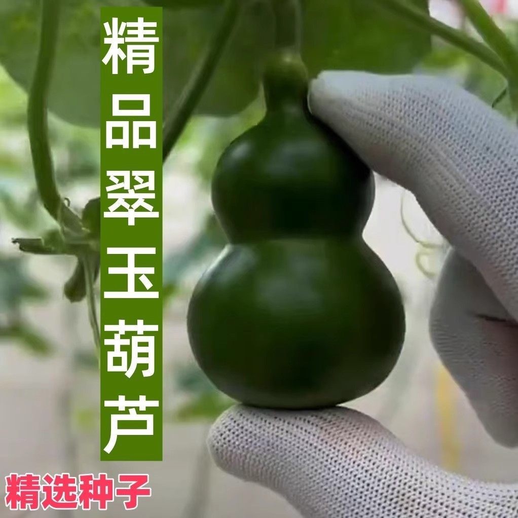 墨绿小葫芦种子翡翠葫芦盆栽手捻葫芦种子文玩亚腰种籽盆栽阳台