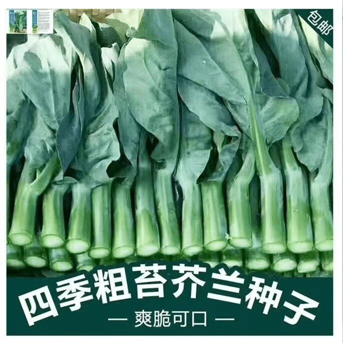 甜嫩四季圆叶芥蓝种子农家广东芥兰阳台大田甜嫩易种秋季蔬菜种植