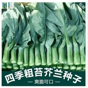 甜嫩四季圆叶芥蓝种子农家广东芥兰阳台大田甜嫩易种秋季蔬菜种植