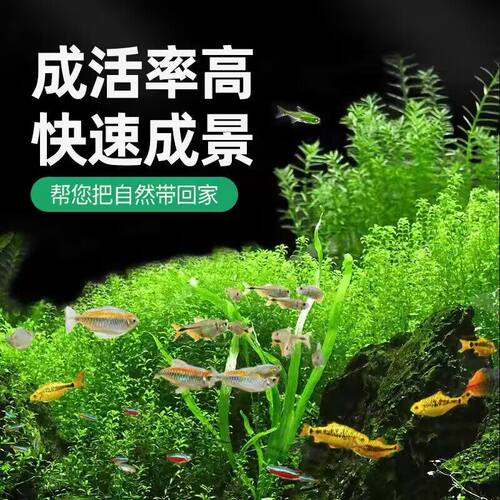 水草种子水草泥水培氧气鱼缸生态水草缸种植净化水质海草泥水草籽