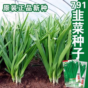 791宽叶韭菜种子雪韭菜籽根四季易种植阳台盆栽种植耐热寒蔬菜种