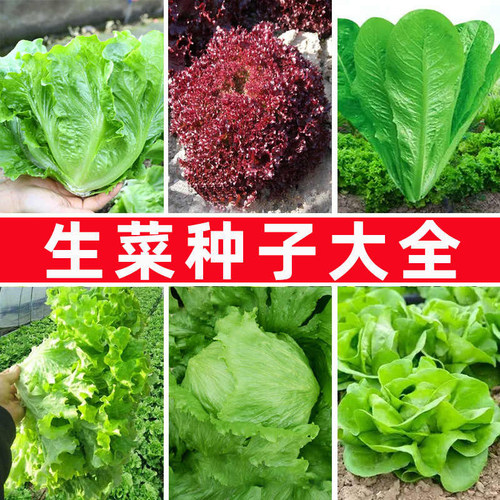 生菜种子种孑四季播种意大利奶油结球玻璃紫叶罗马孔雀菜种籽大全