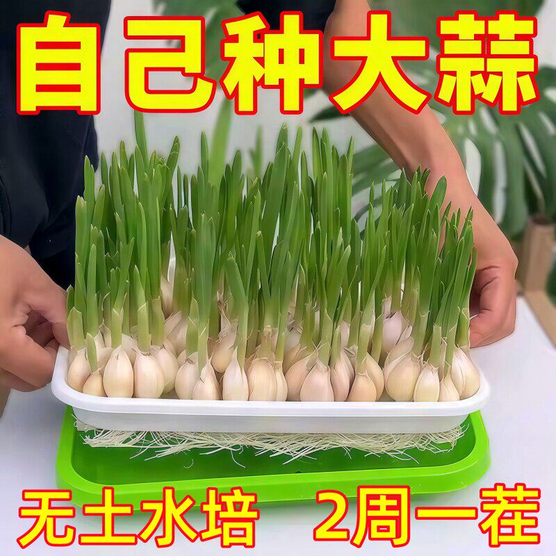 室内蒜苗盆栽大蒜种植盆种红葱头神器家庭阳台种菜盘栽种蒜黄水培
