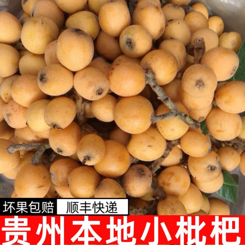 【顺丰包邮】贵州深山老树枇杷土枇杷新鲜野生小枇杷当季新鲜水果