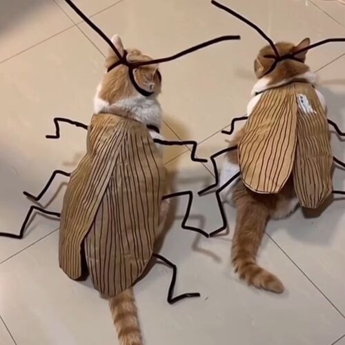 猫咪蟑螂衣服搞怪cos手工diy材料包创意扭扭棒触角装扮小道具