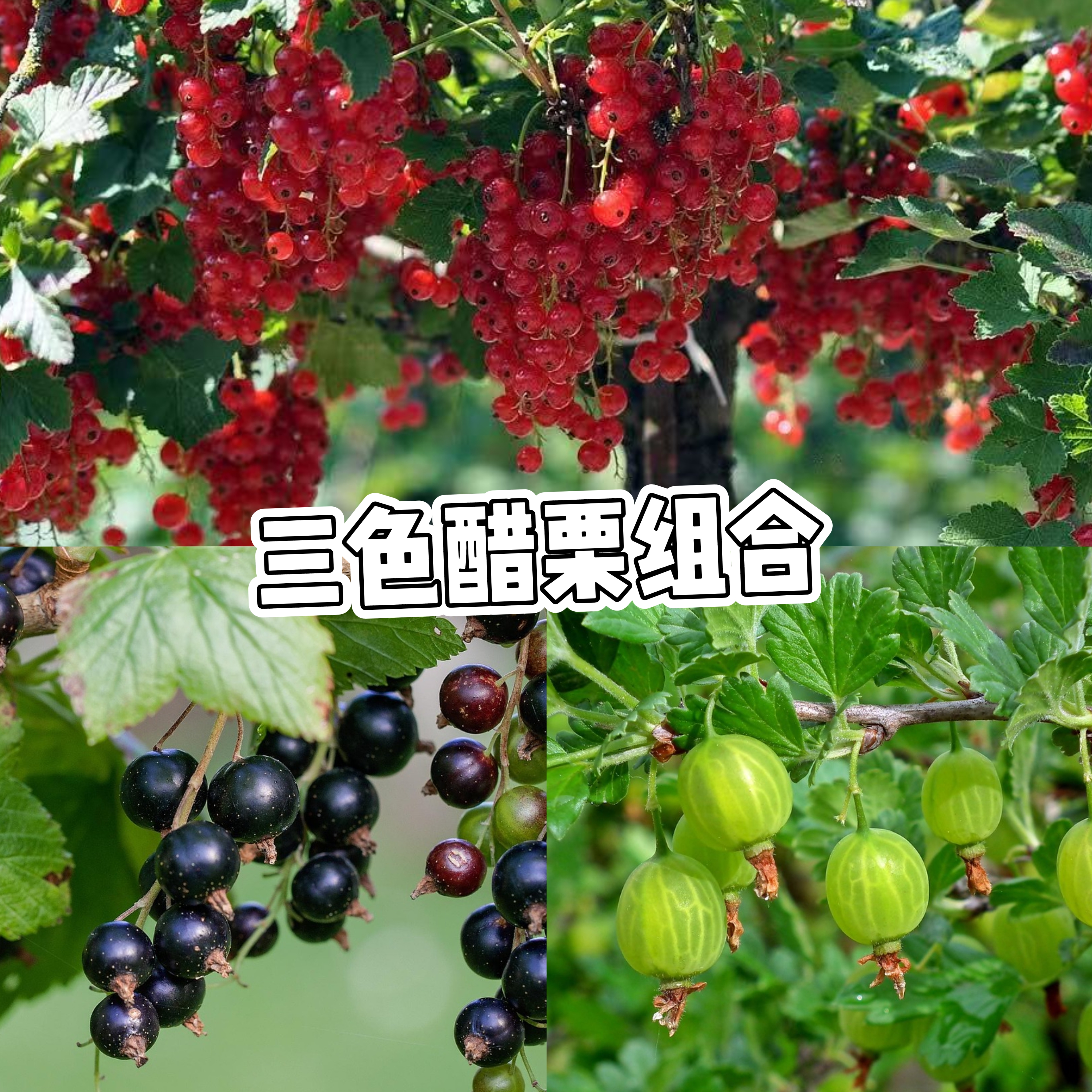 三色醋栗稀有合集一次集齐三色醋栗 告别单调 品味缤纷浆果风味