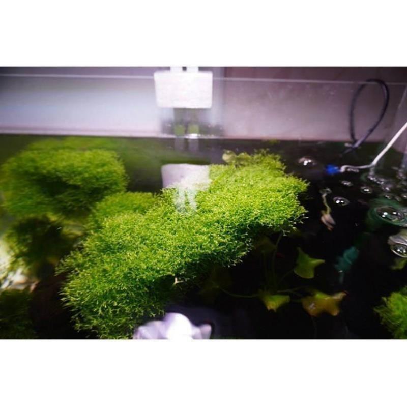 鱼缸造景鹿角片莫斯水草定增氧植物淡苔DFMCL_16水冒泡慕斯植值