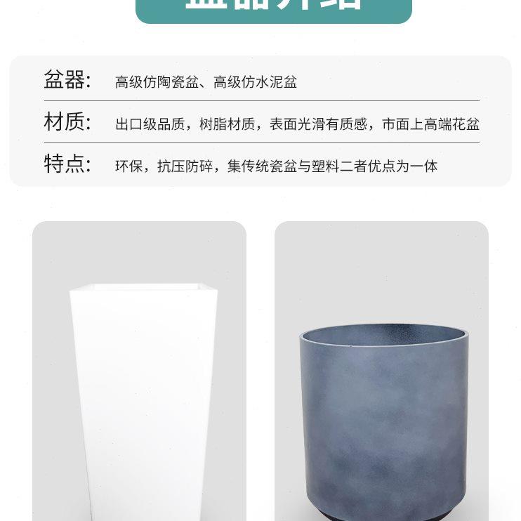 龟背竹大型室内盆栽植物大老桩粗根大叶北欧风绿植好养净化空气