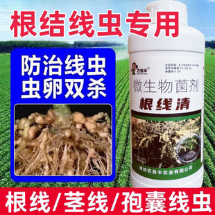 根线清根结线虫药淡紫拟青霉紫孢菌生姜番茄辣椒线虫卵防治农良丰