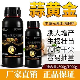 蒜黄金大蒜生根壮苗健壮绿叶防干尖黄叶根腐易抽薹蒜头膨大鲁大师