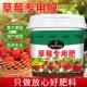 草莓专用肥料果大果甜增产延长坐果期家用盆栽有机颗粒缓释营养肥