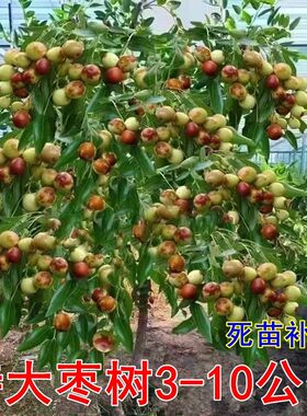 枣树活苗带土球大枣超甜冰糖冬枣葫芦潘枣树活苗南方北方庭院果树