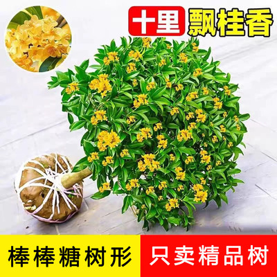 桂花树苗大树庭院地栽金桂丹桂四季常青原生桂花树南北方浓香花卉