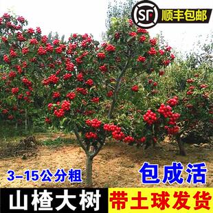 特大山楂树果苗活苗大金星大五棱盆栽南北方种植甜红子山楂苗庭院