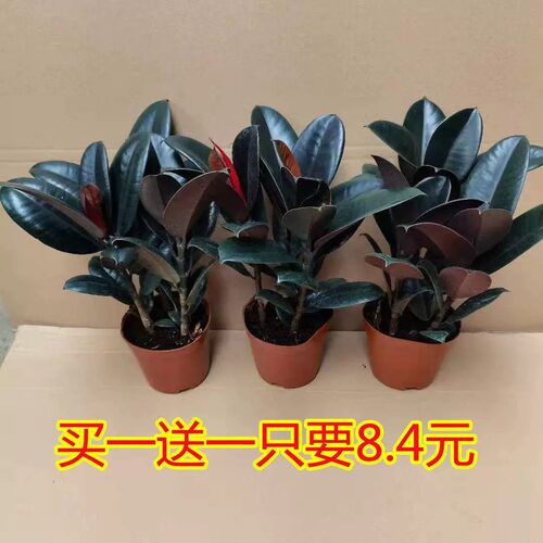 橡皮树黑金刚盆栽好养绿植客厅阳台办公室内四季常青植物净化空气