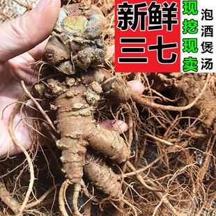 正宗云南文山新鲜三七田七500克泡酒煲汤现挖活三七生三七非野生