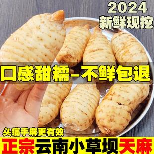 包邮 新鲜天麻正宗云南昭通小草坝乌天麻新鲜仿野特级湿麻现挖现发