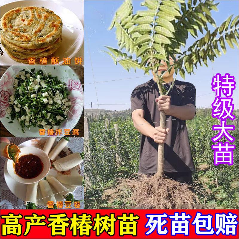 泰山红油香椿苗果树苗可盆栽地栽当年可食用大棚矮化红芽香椿树苗-封面