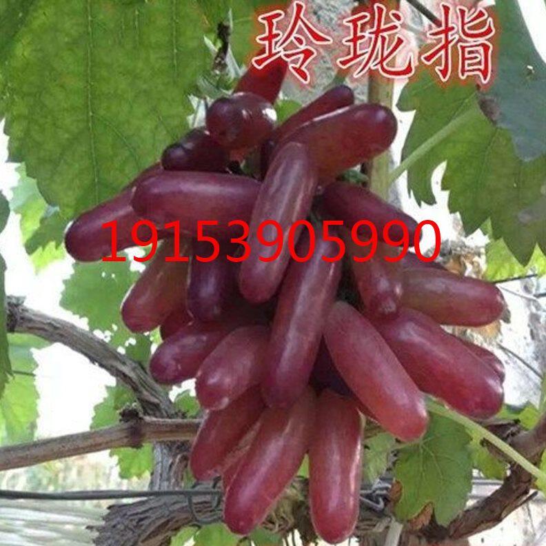 新品种绍星3号 玲珑指早熟葡萄树苗南方北方种植包成活 无核葡萄