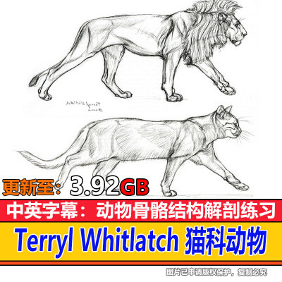 Terryl Whitlatch猫科动物CG美术设计原画插画零基础绘画视频素材