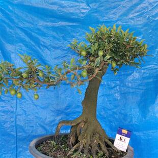 金撢子盆景老桩 原图发货 一物一拍 血红果 带果发货 绿植盆栽