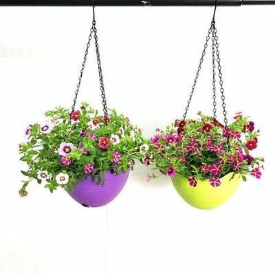 百万小玲舞春花 四季开花盆栽绿植吊篮垂吊植物阳台花园花卉带花