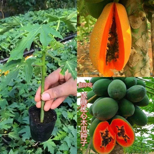 木瓜苗大青水果木瓜冰糖红心矮化木瓜树苗四季盆栽地栽当年结果