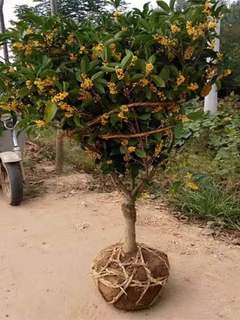 桂花盆栽四季桂花卉树苗八月桂花苗金桂大树地栽开花浓香丹桂庭院