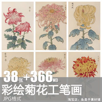 菊花雏菊秋菊花卉中式古风植物绘画工笔画手绘临摹图片设计素材