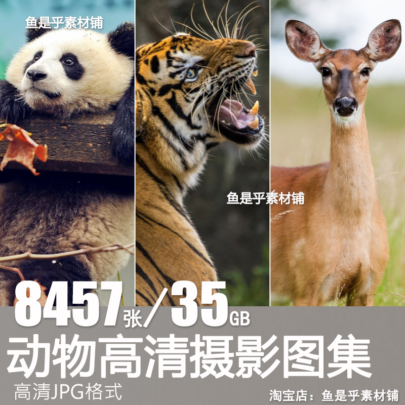 野生动物实拍照片摄影JPG高清写生图片杂志画册海报设计插画素材