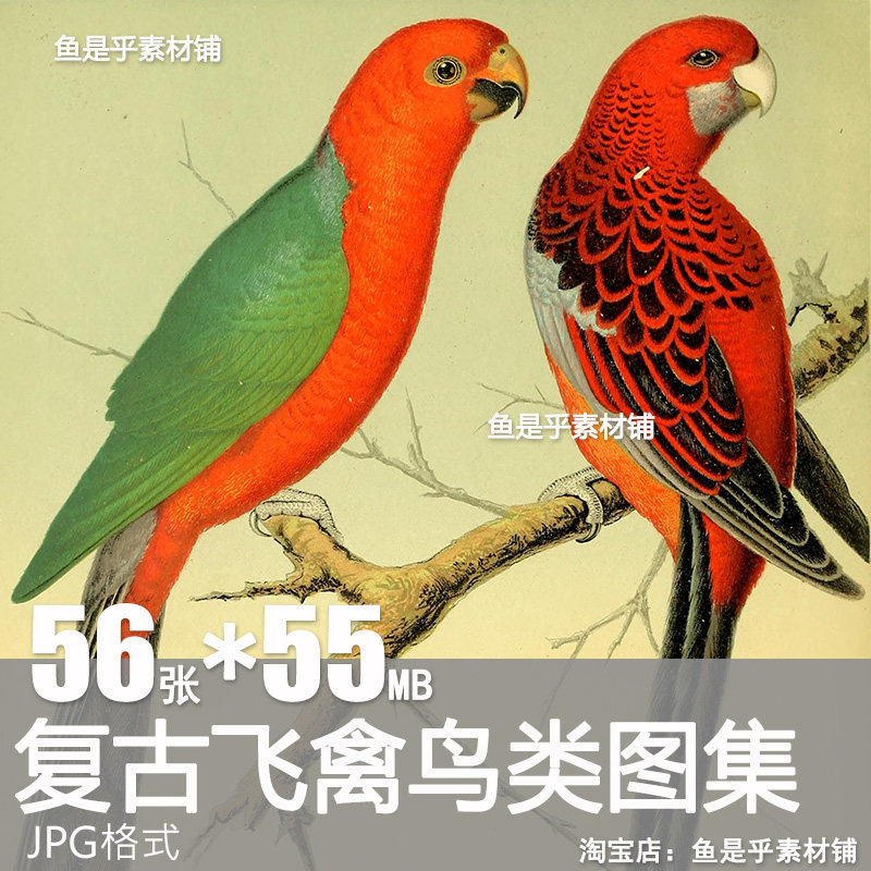 英国复古飞禽鸟类动物鹦鹉金丝雀写生装饰参考临摹插画素材图片,商务/设计服务,设计素材/源文件,淘宝优惠券,粉丝福利购,淘宝优惠卷