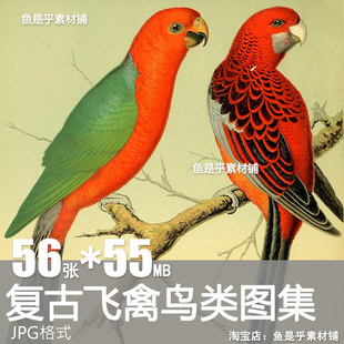 英国复古飞禽鸟类动物鹦鹉金丝雀写生装饰参考临摹插画素材图片