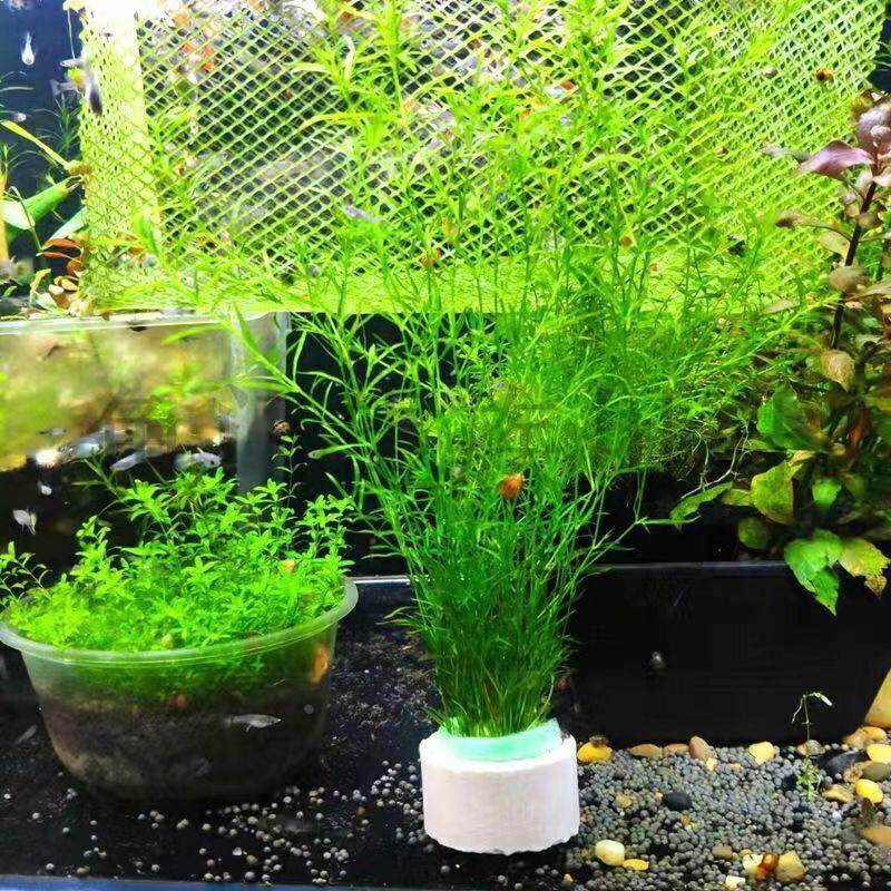 印度小竹节竹节草真水草水族箱鱼缸造景观赏新手懒人阴性水草繁殖