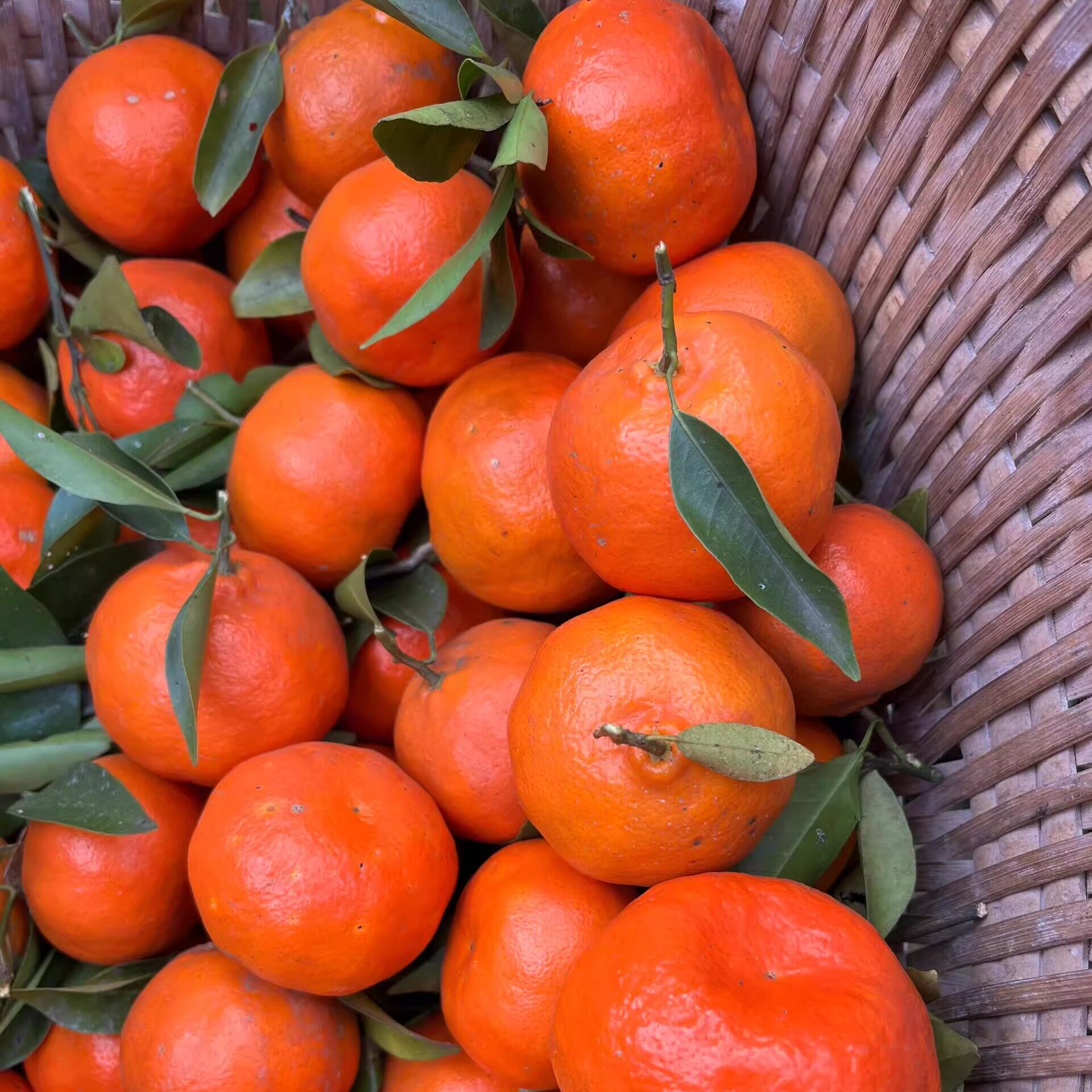 新鲜陈皮果大红袍川红橘正宗万州古红橘柑桔小青柑金桔干可制陈皮