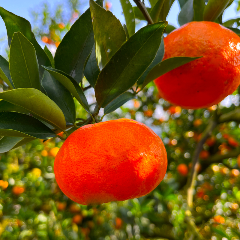 渝小小四川红橘鲜果可做陈皮好吃