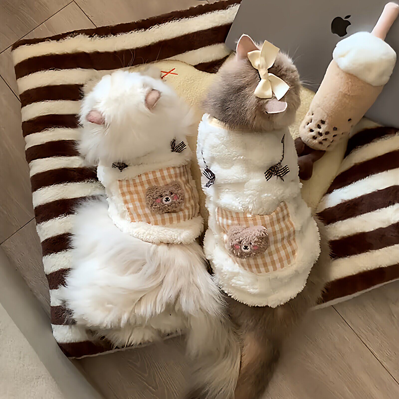 猫咪衣服秋冬款卫衣英短蓝猫布偶金渐层冬天幼猫保暖加绒宠物背心
