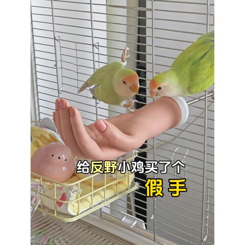 邪修脱敏！仿真假手鹦鹉专用幼鸟脱敏训练笼内站杆虎皮玄凤秋千