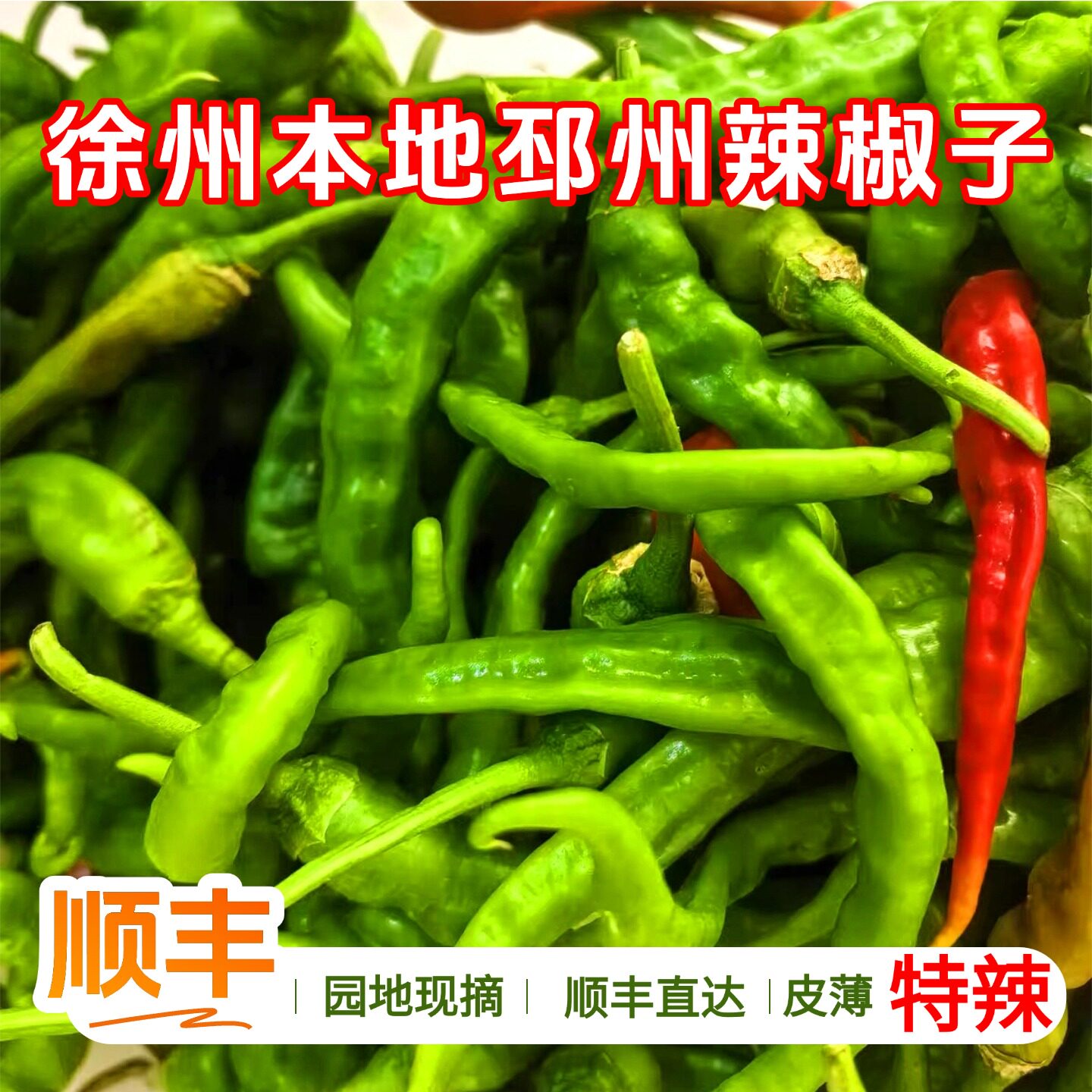 徐州邳州特产皮薄特辣鲜辣椒