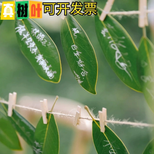 真树叶广玉兰新鲜绿叶活动签名婚礼晚宴签到艺术签名册材料包