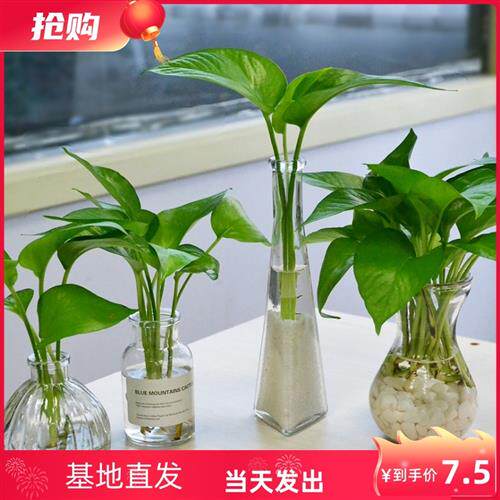 储水绿萝水培玻璃瓶小盆栽长藤吊兰植物室内绿植吸除甲醛净化空气