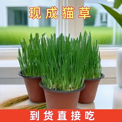 猫草已长好盆栽已种好小麦种子水培化毛球片幼猫咪零食去毛球用品