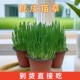 猫草已长好盆栽已种好小麦种子水培化毛球片幼猫咪零食去毛球用品