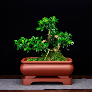 精品紫砂花盆桌面盆景盆高档手工长方形带底座假山绿植罗汉松花盆